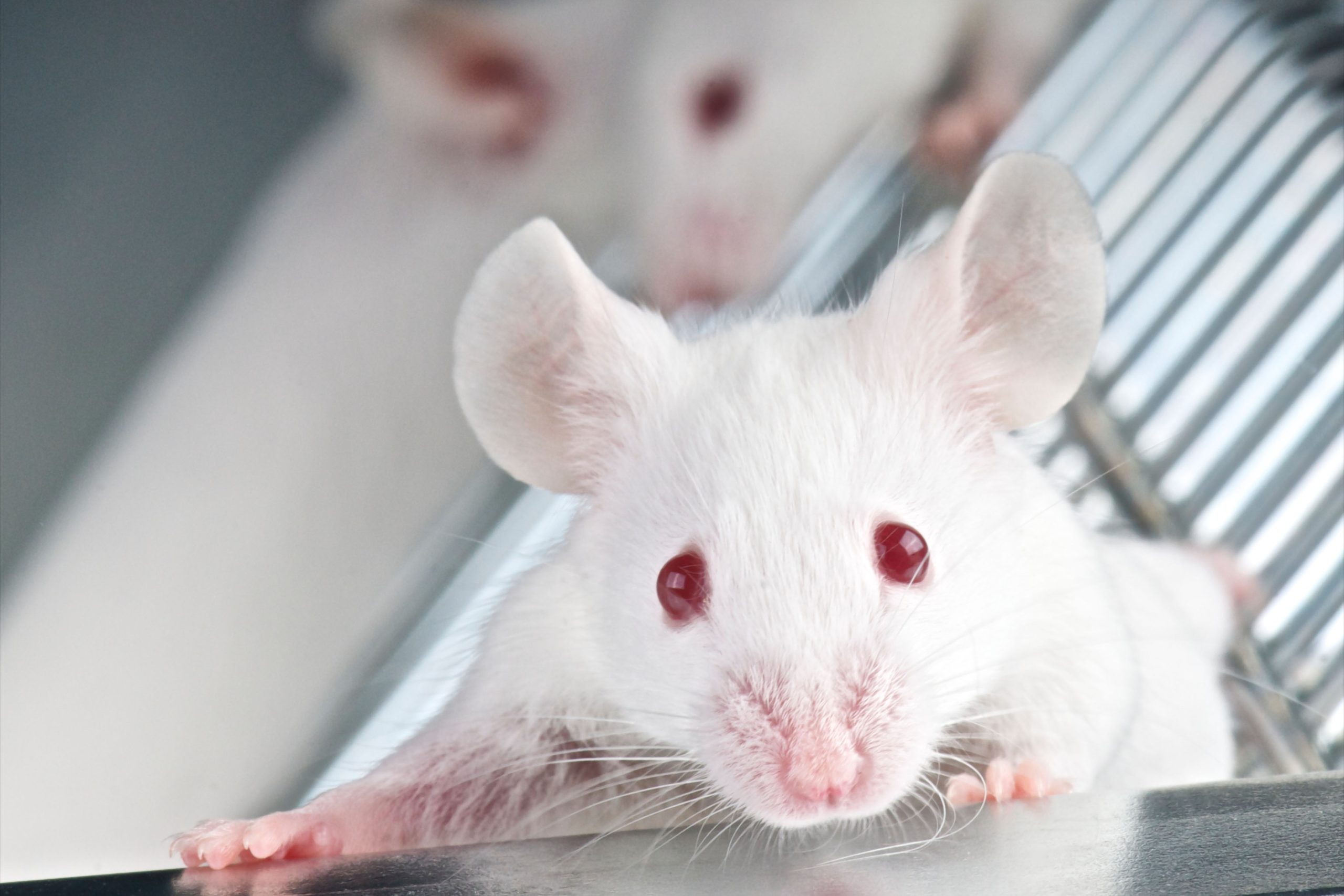 Mice are more strategic than some people believe, the scientists said